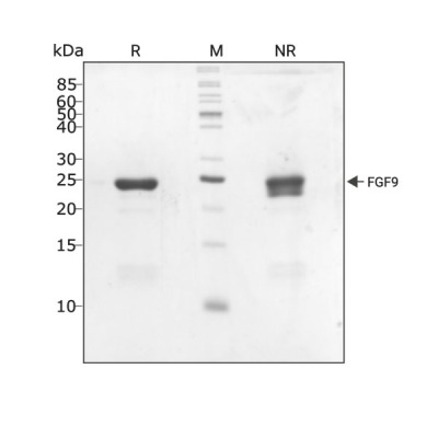 RUO Recombinant Human FGF-9 Protein