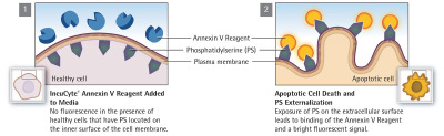 Incucyte® Annexin V Dye for Apoptosis