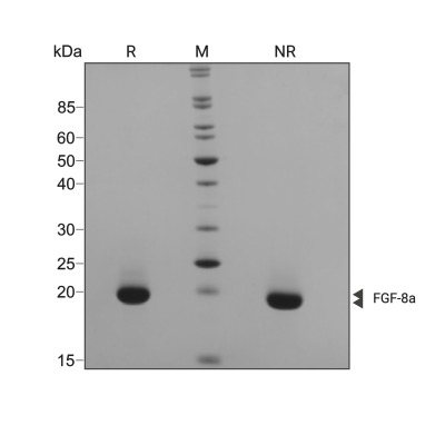 RUO Recombinant Human FGF-8a Protein