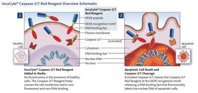 Incucyte® Caspase-3/7 Dye for Apoptosis