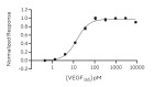 RUO Recombinant Human VEGF 165 Protein