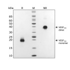 RUO Recombinant Human VEGF 165 Protein