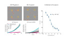 Incucyte® Chemotaxis Analysis Software Module