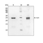 RUO Recombinant Human FGF-9 Protein