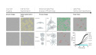 Incucyte® Advanced Label-Free Classification Analysis Software Module