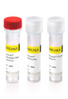 Incucyte® Neuroprime Kit