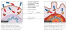 Incucyte® Caspase-3/7 Dye for Apoptosis